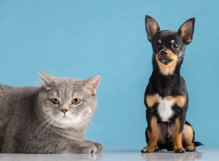 Healthy Pet Nutrition: Ingredients Your Vet Wants You to Avoid