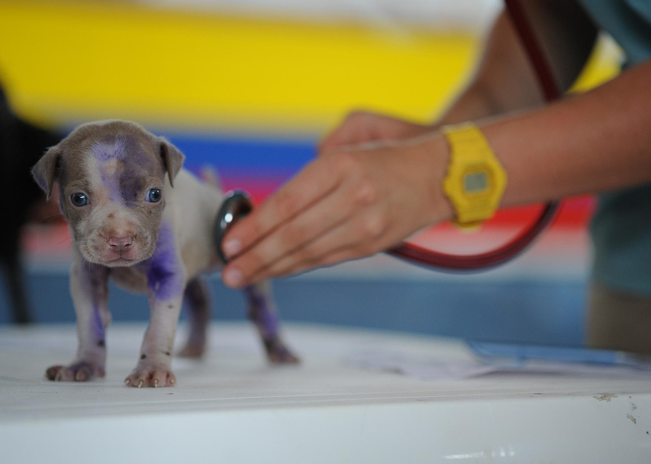 First Pet Exam: What a Vet Actually Checks That New Owners Don’t Expect